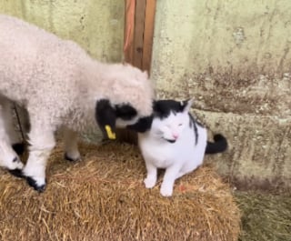 Illustration de l'article : Ce chat de ferme a un tel succ&egrave;s aupr&egrave;s des moutons qu'ils &laquo; se passent le mot &raquo; pour lui r&eacute;clamer un c&acirc;lin (vid&eacute;o) 