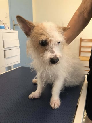 Illustration de l'article : A Perpignan, une femme jette volontairement son chien par la fenêtre de son appartement mais de courageux passants parviennent à le sauver