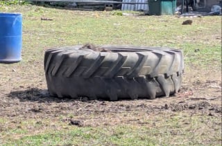 Illustration de l'article : Un poney coinc&eacute; dans un pneu de tracteur a pu &ecirc;tre lib&eacute;r&eacute; gr&acirc;ce &agrave; la mobilisation de plusieurs habitants