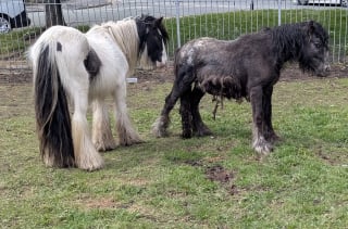 Illustration de l'article : Un poney coinc&eacute; dans un pneu de tracteur a pu &ecirc;tre lib&eacute;r&eacute; gr&acirc;ce &agrave; la mobilisation de plusieurs habitants