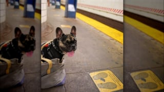 Illustration de l'article : 12 photos de chiens qui prennent le métro avec style