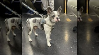 Illustration de l'article : 12 photos de chiens qui prennent le métro avec style