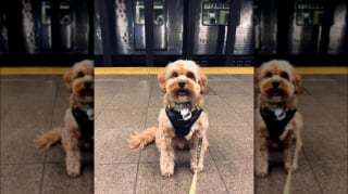 Illustration de l'article : 12 photos de chiens qui prennent le métro avec style