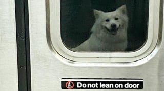 Illustration de l'article : 12 photos de chiens qui prennent le métro avec style