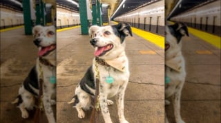 Illustration de l'article : 12 photos de chiens qui prennent le métro avec style