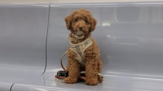 Illustration de l'article : 12 photos de chiens qui prennent le métro avec style