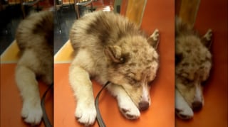 Illustration de l'article : 12 photos de chiens qui prennent le métro avec style