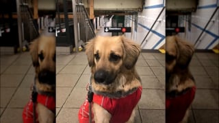 Illustration de l'article : 12 photos de chiens qui prennent le métro avec style