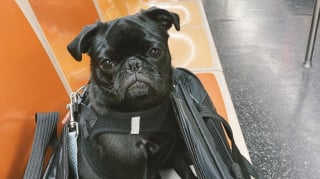 Illustration de l'article : 12 photos de chiens qui prennent le métro avec style