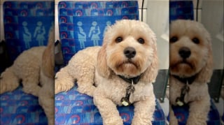 Illustration de l'article : 12 photos de chiens qui prennent le métro avec style