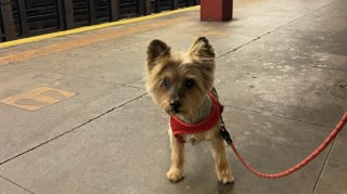 Illustration de l'article : 12 photos de chiens qui prennent le métro avec style