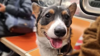 Illustration de l'article : 12 photos de chiens qui prennent le métro avec style