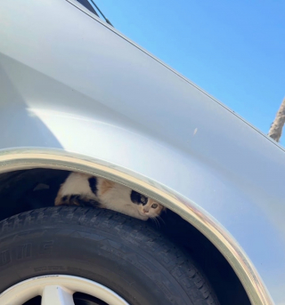 Illustration de l'article : Elle trouve un chat errant dans sa voiture qui ressemble tellement &agrave; son f&eacute;lin d&rsquo;enfance qu&rsquo;elle d&eacute;cide de l&rsquo;adopter (vid&eacute;o)
