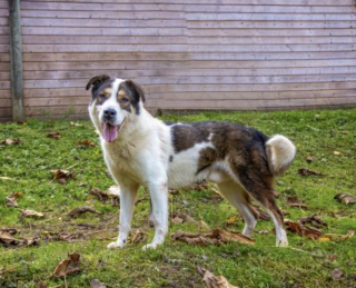 Illustration de l'article : En Dordogne, la justice reconna&icirc;t la maltraitance extr&ecirc;me subie par Louki, un chien retrouv&eacute; dans un sac avec le museau et les pattes scotch&eacute;s 