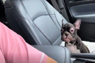 Illustration de l'article : Une conductrice s'arr&ecirc;te pour secourir un chiot Bouledogue Fran&ccedil;ais malade abandonn&eacute; sur la route et filme sa gu&eacute;rison