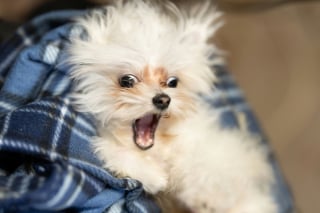 Illustration de l'article : Pourquoi votre chien chasse-t-il des mouches imaginaires ?