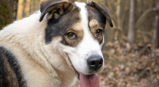 Illustration de l'article : En Dordogne, la justice reconna&icirc;t la maltraitance extr&ecirc;me subie par Louki, un chien retrouv&eacute; dans un sac avec le museau et les pattes scotch&eacute;s 