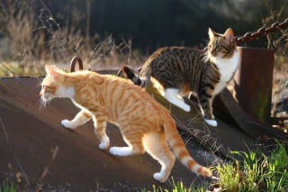 Illustration de l'article : Amput&eacute; mais vivant, un chat p&eacute;rigourdin vis&eacute; par un tir de carabine r&eacute;apprend &agrave; vivre aux c&ocirc;t&eacute;s de ses propri&eacute;taires endeuill&eacute;s et choqu&eacute;s