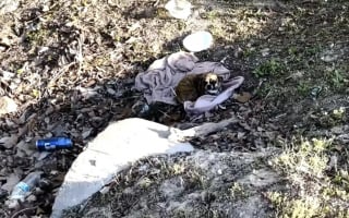 Illustration de l'article : Découverte dans un fossé, cette chienne surmonte sa timidité en famille d'accueil et vit la joie de l'adoption