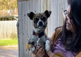 Illustration de l'article : Découverte dans un fossé, cette chienne surmonte sa timidité en famille d'accueil et vit la joie de l'adoption