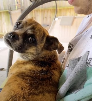 Illustration de l'article : Découverte dans un fossé, cette chienne surmonte sa timidité en famille d'accueil et vit la joie de l'adoption