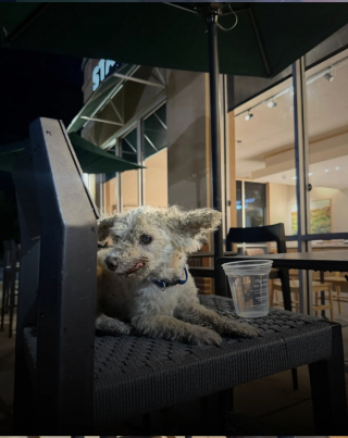 Illustration de l'article : Un Caniche âgé patiente une nuit sur la terrasse d’un Starbucks, jusqu’à ce qu’on le remarque et qu’il retrouve ses maîtres inquiets