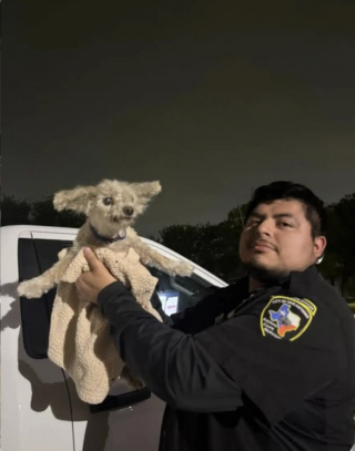 Illustration de l'article : Un Caniche âgé patiente une nuit sur la terrasse d’un Starbucks, jusqu’à ce qu’on le remarque et qu’il retrouve ses maîtres inquiets