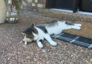 Illustration de l'article : Une femme finit par adopter la chatte errante revenue dormir devant sa porte avec son vieux jouet en peluche offert 3 mois plus t&ocirc;t (vid&eacute;o)