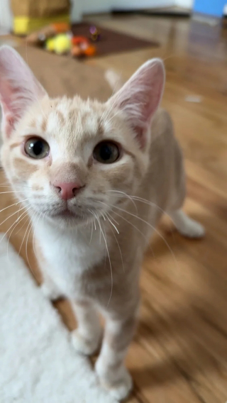 Illustration de l'article : Totalement indiff&eacute;rent &agrave; son lourd handicap moteur ce courageux petit chaton roux cherche sa famille d'adoption en vid&eacute;o