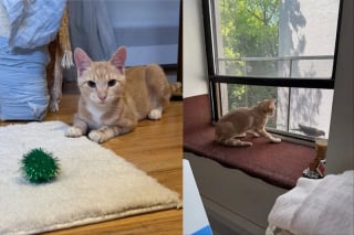Illustration de l'article : Totalement indiff&eacute;rent &agrave; son lourd handicap moteur ce courageux petit chaton roux cherche sa famille d'adoption en vid&eacute;o