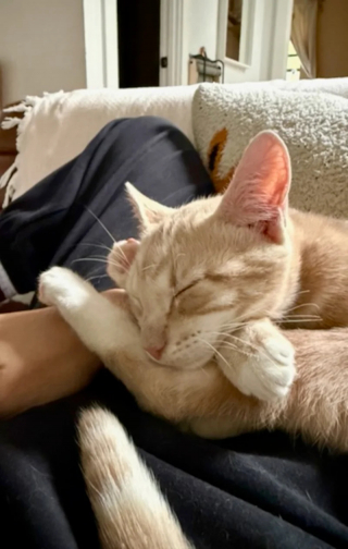 Illustration de l'article : Totalement indiff&eacute;rent &agrave; son lourd handicap moteur ce courageux petit chaton roux cherche sa famille d'adoption en vid&eacute;o