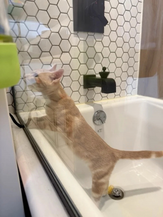 Illustration de l'article : Totalement indiff&eacute;rent &agrave; son lourd handicap moteur ce courageux petit chaton roux cherche sa famille d'adoption en vid&eacute;o