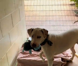 Illustration de l'article : Sourd et malvoyant, un chien de refuge anxieux se voit offrir une peluche pour l&rsquo;apaiser et attend de trouver un foyer aimant (vid&eacute;o)