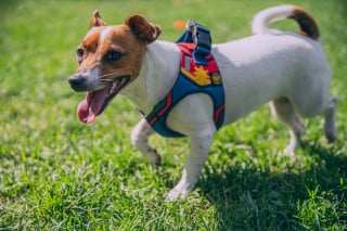 Illustration de l'article : Vrai ou faux : un harnais emp&ecirc;che-t-il votre chien de tirer en laisse ?
