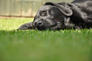 Illustration de l'article : Mythe ou réalité : faut-il mettre de la glace sur un chien qui fait un coup de chaleur ?