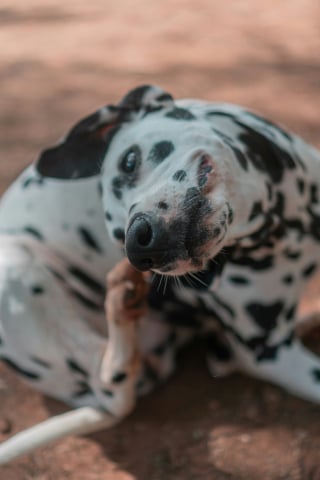 Illustration de l'article : 8 zones corporelles de votre chien où les tiques aiment particulièrement se cacher
