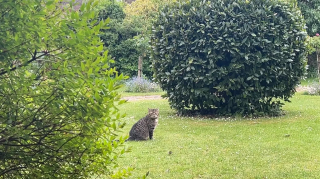 Illustration de l'article : Un chat saute d’une péniche et choisit de s’installer dans un manoir du XVIe siècle où il fait le bonheur des visiteurs (vidéo)