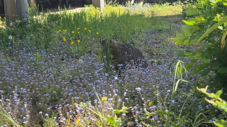 Illustration de l'article : Un chat saute d’une péniche et choisit de s’installer dans un manoir du XVIe siècle où il fait le bonheur des visiteurs (vidéo)