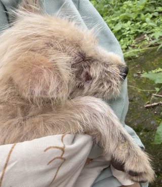 Illustration de l'article : Laissé seul dans une rizière avec la peau et les yeux infectés, ce chiot trouve enfin de l’aide auprès d’une randonneuse au grand cœur (vidéo)
