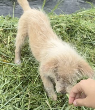 Illustration de l'article : Laissé seul dans une rizière avec la peau et les yeux infectés, ce chiot trouve enfin de l’aide auprès d’une randonneuse au grand cœur (vidéo)