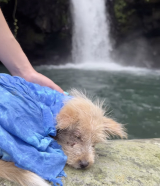 Illustration de l'article : Laissé seul dans une rizière avec la peau et les yeux infectés, ce chiot trouve enfin de l’aide auprès d’une randonneuse au grand cœur (vidéo)