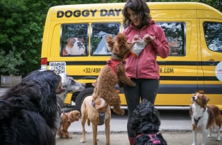 Illustration de l'article : &laquo; C&rsquo;est un peu comme une cr&egrave;che &raquo;, chaque jour, elle vient chercher les chiens en bus pour les emmener s&rsquo;amuser en ville (vid&eacute;o)