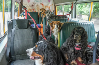 Illustration de l'article : &laquo; C&rsquo;est un peu comme une cr&egrave;che &raquo;, chaque jour, elle vient chercher les chiens en bus pour les emmener s&rsquo;amuser en ville (vid&eacute;o)
