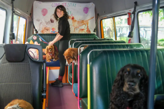 Illustration de l'article : &laquo; C&rsquo;est un peu comme une cr&egrave;che &raquo;, chaque jour, elle vient chercher les chiens en bus pour les emmener s&rsquo;amuser en ville (vid&eacute;o)