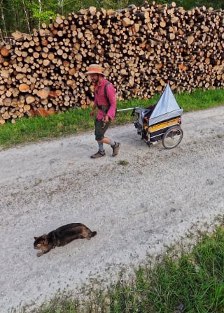 Illustration de l'article : &laquo; Il reste encore 100 ou 200 km &agrave; marcher &raquo;, Framboise la chatte baroudeuse sillonne le Grand Est et dort en bivouac (vid&eacute;o)