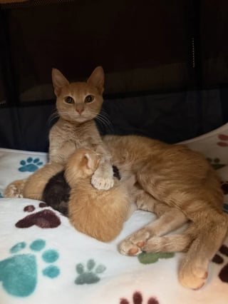 Illustration de l'article : Affaiblie, une maman chat se bat jusqu’à ce que ses chatons soient en sécurité et trouvent une famille adoptive