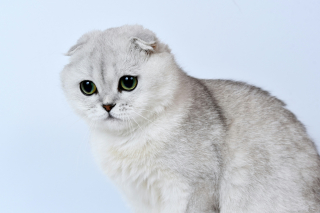 Illustration de l'article : Une proposition de loi vise à mettre fin à la maltraitance génétique programmée chez les chiens et les chats