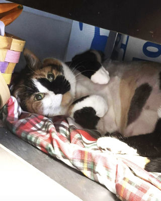 Illustration de l'article : Abandonnée dans un sous-sol pendant 6 longues années, cette chatte âgée retrouve la lumière et l'amour d'une famille