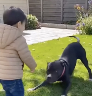 Illustration de l'article : Ils voulaient adopter un chien qui aimerait leur fils, la rencontre avec une Pitbull de refuge a d&eacute;pass&eacute; toutes leurs attentes (vid&eacute;o)