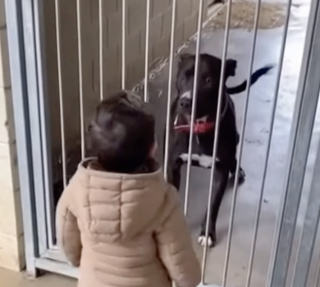 Illustration de l'article : Ils voulaient adopter un chien qui aimerait leur fils, la rencontre avec une Pitbull de refuge a d&eacute;pass&eacute; toutes leurs attentes (vid&eacute;o)